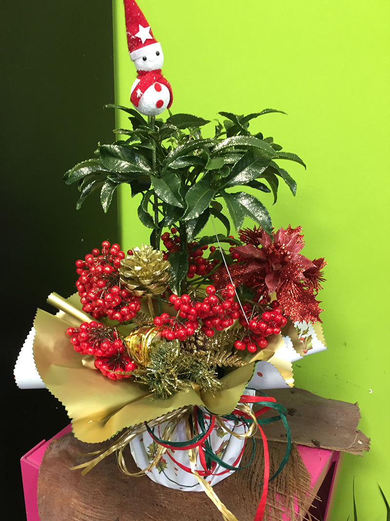 Plantas para regalar